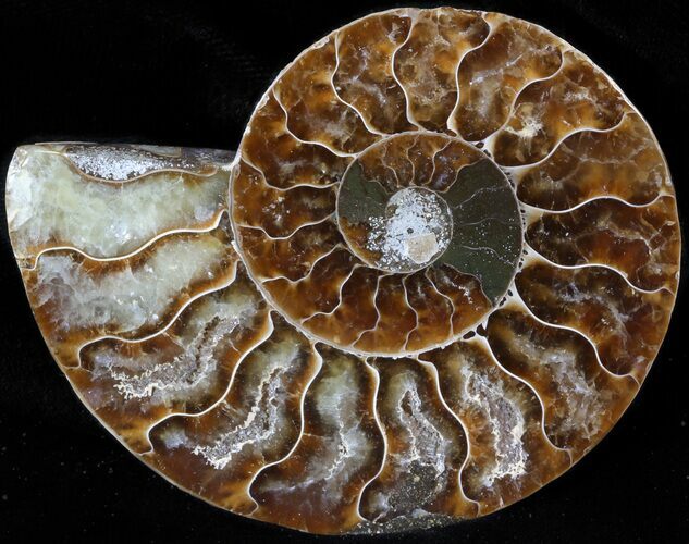 Agatized Ammonite Fossil (Half) #39612